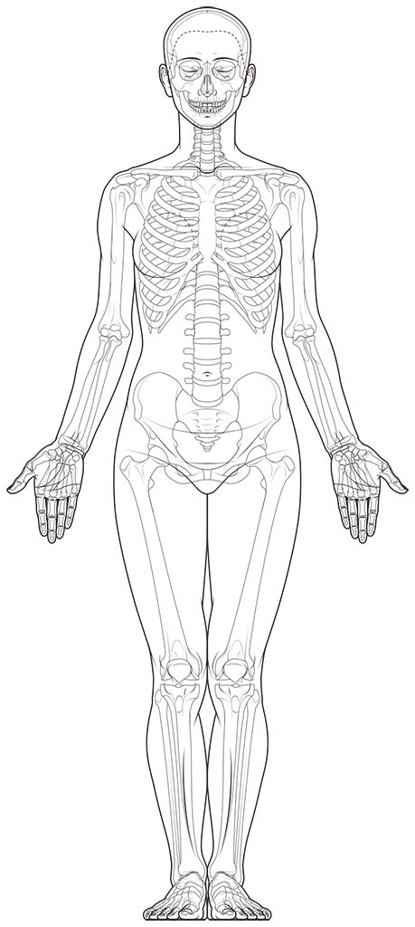 女性の全身骨格図。前面。#美術解剖学 