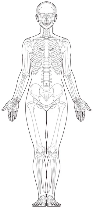 女性の全身骨格図。前面。#美術解剖学 