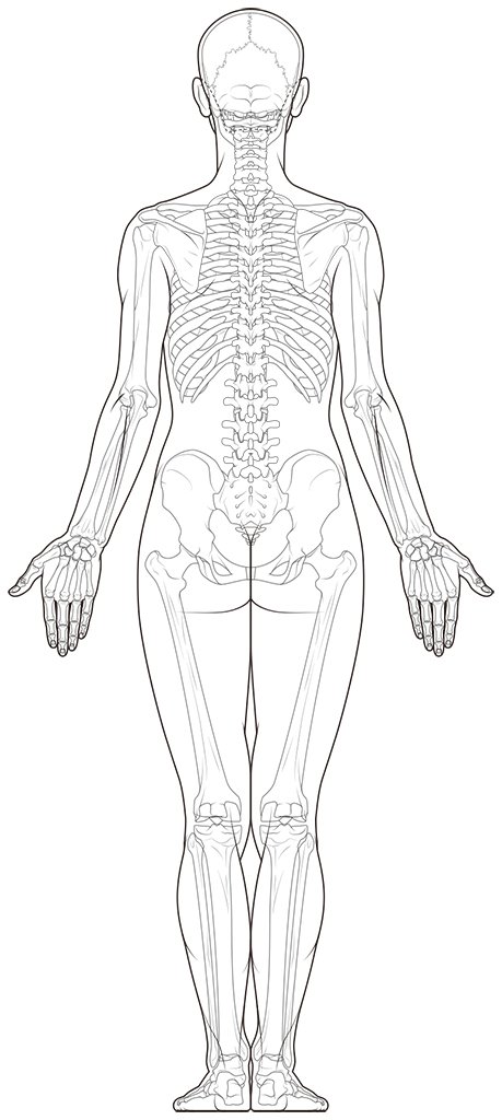 女性の全身骨格図。後面。#美術解剖学 