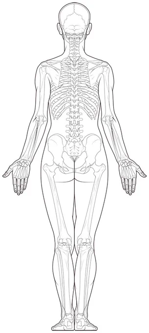 女性の全身骨格図。後面。#美術解剖学 