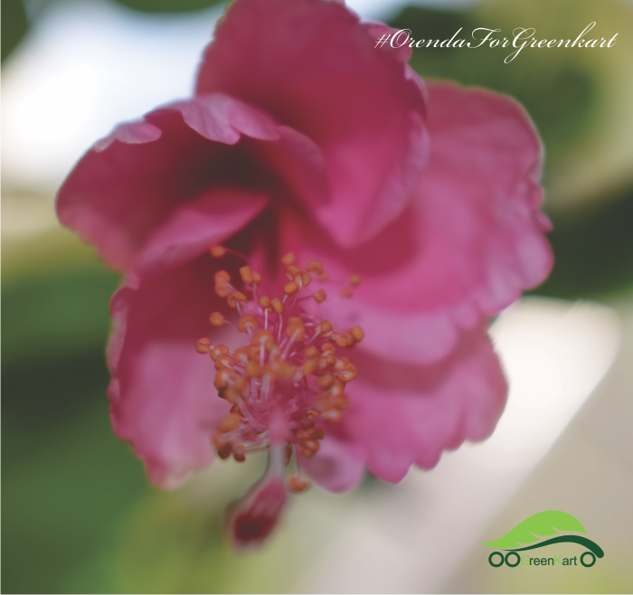 greenkartol's tweet photo. #WednesdayGyan
#WinterFlower
#WelcomeWinter
Scientific name: Hibiscus
Family: Malvaceae
Class: Magnoliopsida
Rank: Genus
#Greenkartonline
#GoGreen
#Eachonegrowone
#Eachoneplantone
Grab Amazing Offers
#Somgfree
#SwachhBharat @swachhaabhiyan @PMOIndia https://t.co/QyC2iYl1cA