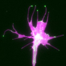 online über die innervation der hals und brustorgane bei einigen affen sonderdruck aus der zeitschrift für