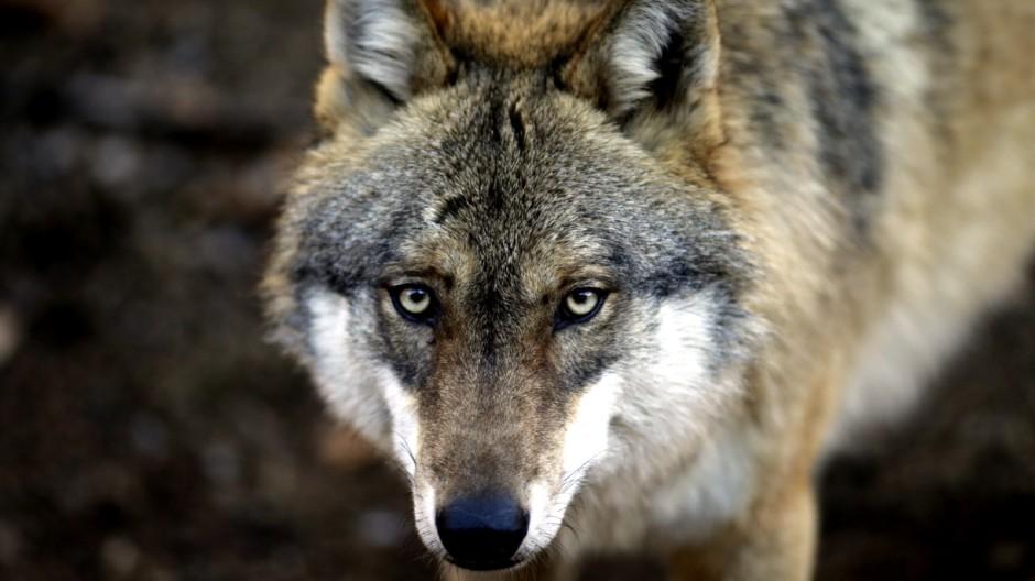 _wolves__'s tweet image. ~Have a nice day my friends~