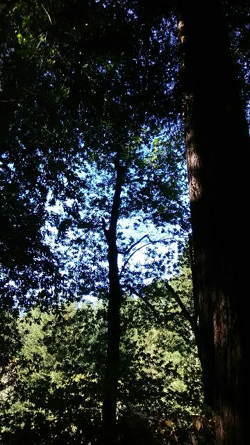 sloppy_james's tweet photo. surrounded by the trees of cazadero https://t.co/boQXxOI2j0