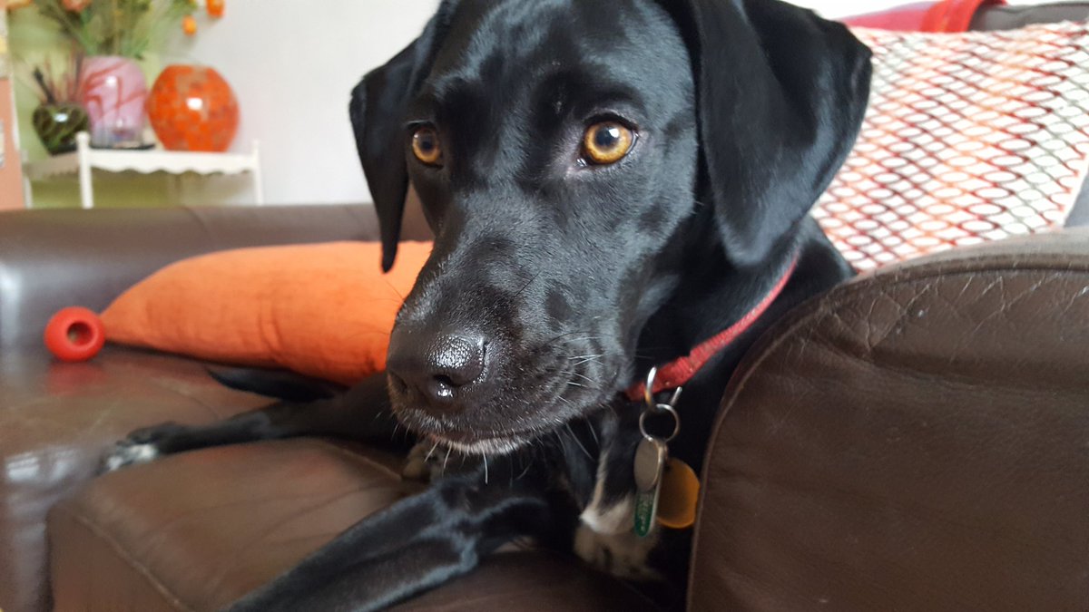 RubyWright99's tweet photo. Pina the Pointer has asked me post the following on her behalf: I'm backing Buster! #StopFundingHate #PetsAgainstHate https://t.co/bEl2MXw9zf