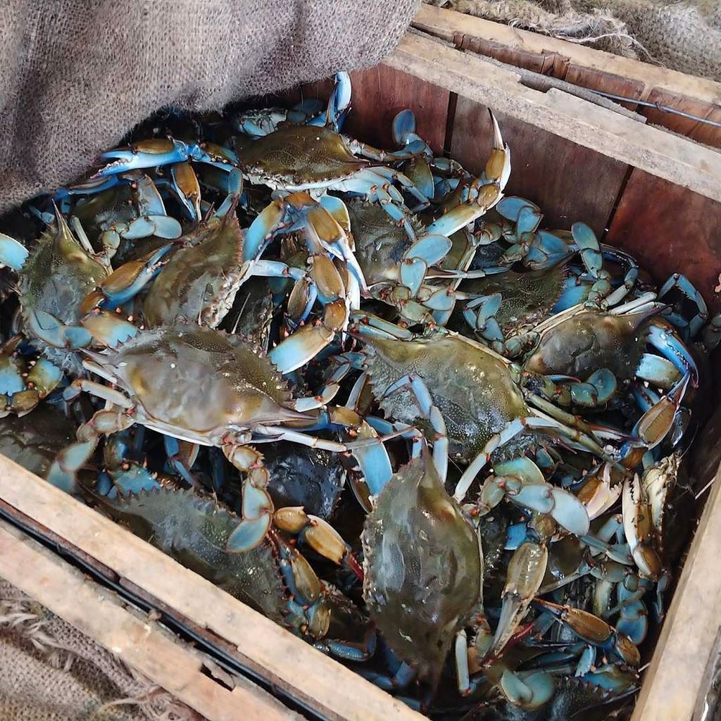 ManTripping's tweet photo. Excellent blue crabs for lunch today down in Punta Gorda/Englewood Beach, Florida at Peace River Seafood. Definite… https://t.co/iwpOnSn6n7 https://t.co/YzR9OMARtw