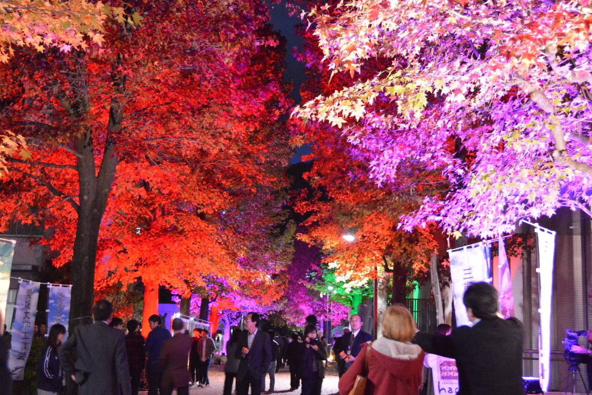 愛媛大学 広報室だより 紅葉ライトアップ 城北キャンパス正門南側の通り 紅葉が色鮮やかに映し出されました 今日から12月1日まで 平日17 30 00の間 ライトアップされます