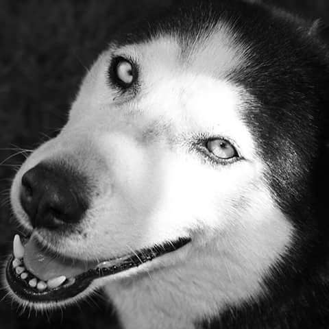 +++ Vortrag: "Der Husky - der nicht einfache Hund" +++

Donnerstag, 16. November 2017 um 19:00 Uhr im Vereinshaus des Tierschutzverein Niederbarnim e.V. in Ladeburg, Biesenthaler Weg 24

Der Eintritt ist frei!

m.facebook.com/story.php?stor…