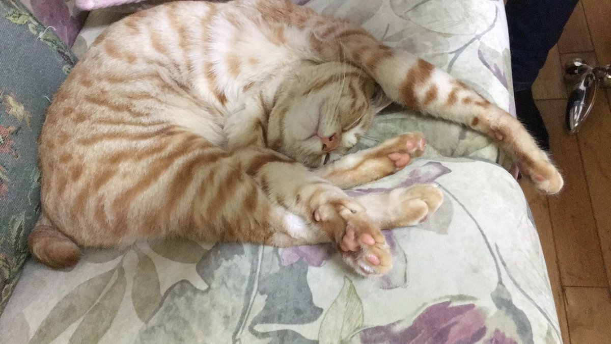うめはすごい甘えっ子で自分が常に一番じゃないと嫌な子だから他に猫いたらヤキモチやいてすごいと思うからうめ一匹でよかったなー😽