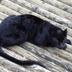 クロヒョウは真っ黒ではない!？実はクッキリとヒョウ柄がある!