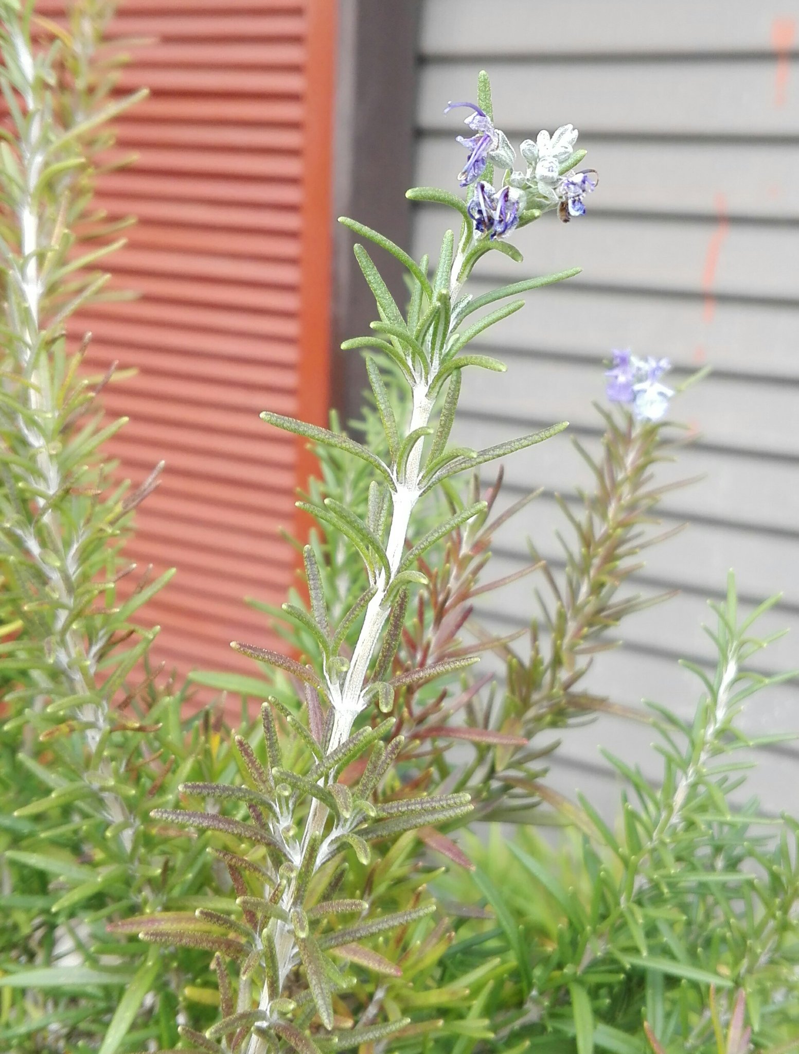 へりおん V Twitter ローズマリー マリーゴールド 花 間違う 気づいたらローズマリーの花が咲い てた 何年も家にあるけど一度も料理に使ったことないなぁ あと 毎回 マリーゴールドじゃなくてローズマリー って名前間違える