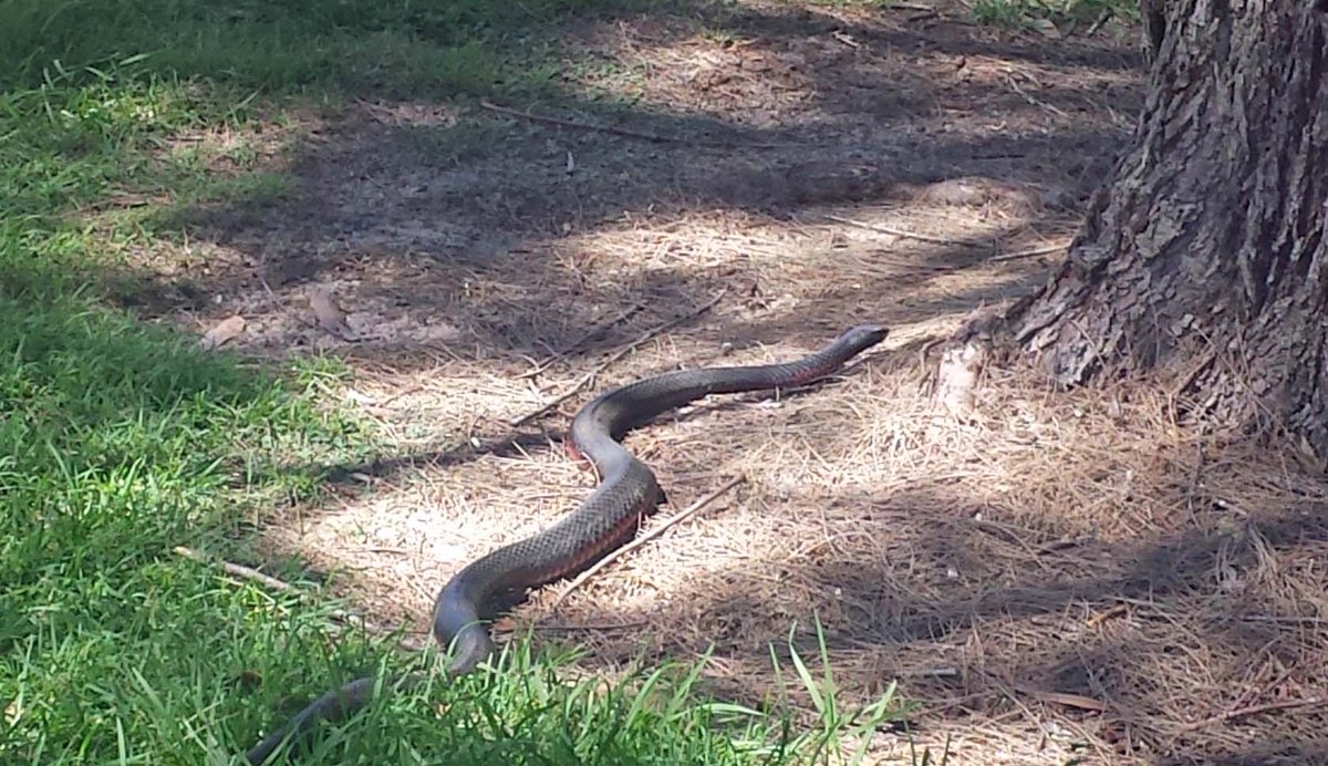 Check out our abundant wildlife #merewethergolfclub