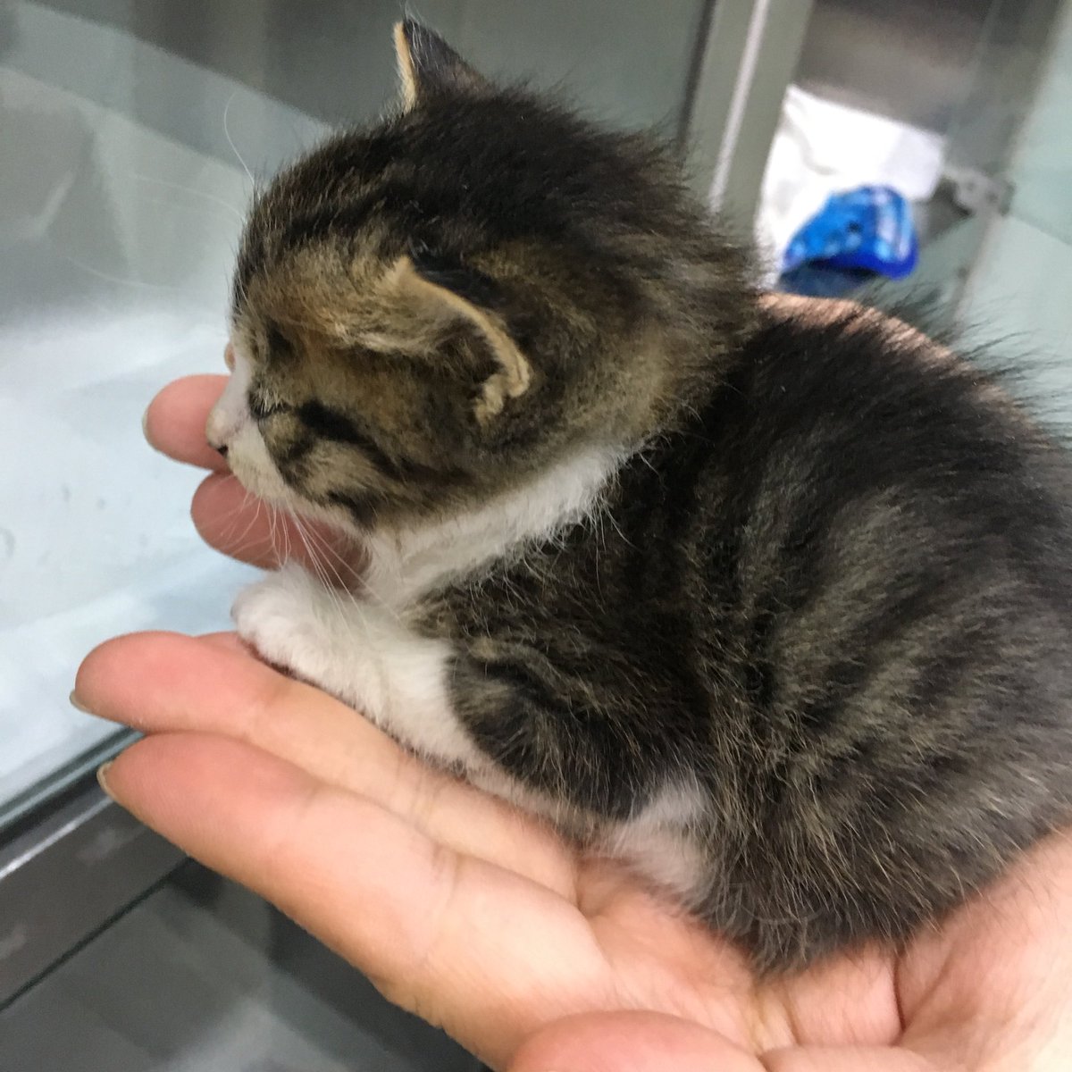 밤사이 기온이 영하로 떨어지면서 길에사는 야옹들이 많이 죽고있을 것 같아요, 이 아가야옹은 체온측정도 불가능할 정도의 저체온으로 심박도 거의 없는 상태로 저혈당 쇼크가 함께 와서 죽음의 문턱 앞에 섰지만 맘씨 착한 아저씨께서 구조해주셔서 살아났습니다.