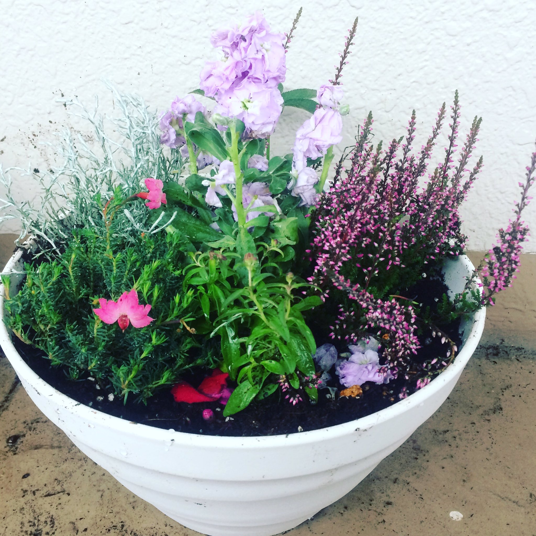 ﾖｼｴｸﾘｴｲｼｮﾝ 初めての寄せ植え 選んだのは クリスマスローズ ストック 初恋草 金魚草 オータムパレット クッションブッシュ 玄関西向きだけどがんばって咲いててー 寄せ植え フラワー ガーデニング Gardening クリスマスローズ ストック