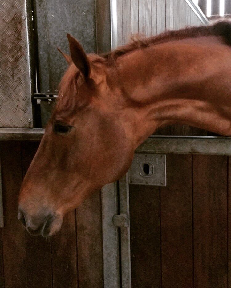 Francesca Pollara tweet media