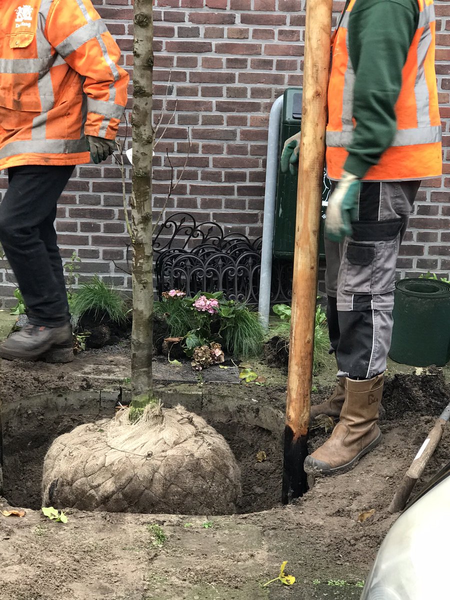 Idioot, burgers planten boom en gemeente haalt hem eruit om een perenboom  plaatsen. #gemeentedenhaag #karstenklein Geld over?