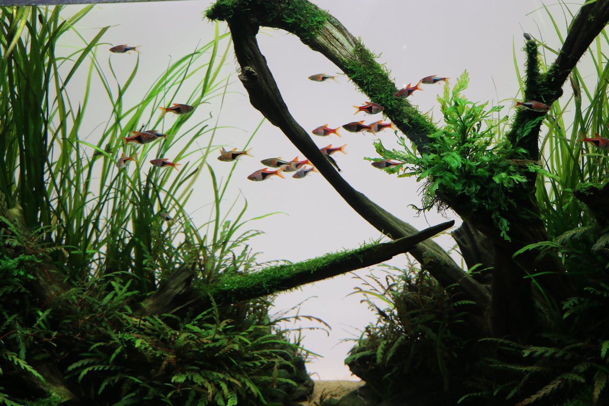 Twitter पर Gallery mo ギャラリー アーモ 天野尚ネイチャーアクアリウム展 ネイチャーアクアリウム作品 は特別水槽を含む11作品が展示されています メンテナンススタッフによる解説も随時行っていますので お気軽にお声がけください 天野尚