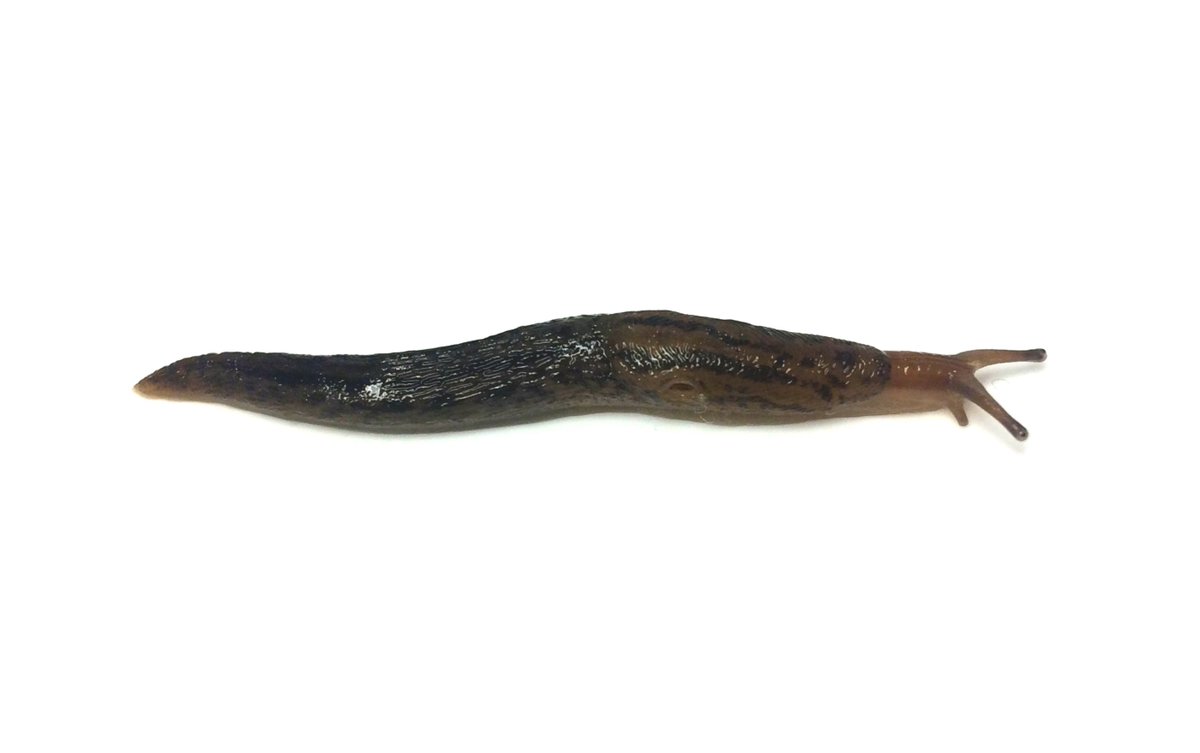 _JakeStone_'s tweet photo. New species record for Norfolk. Ambigolimax/Lehmannia nyctelius. Confirmed identification via genitalia dissection by Dr John Hutchinson. @Senckenberg🧐🥇😀#newfornorfolk https://t.co/vzx8ij9W1S