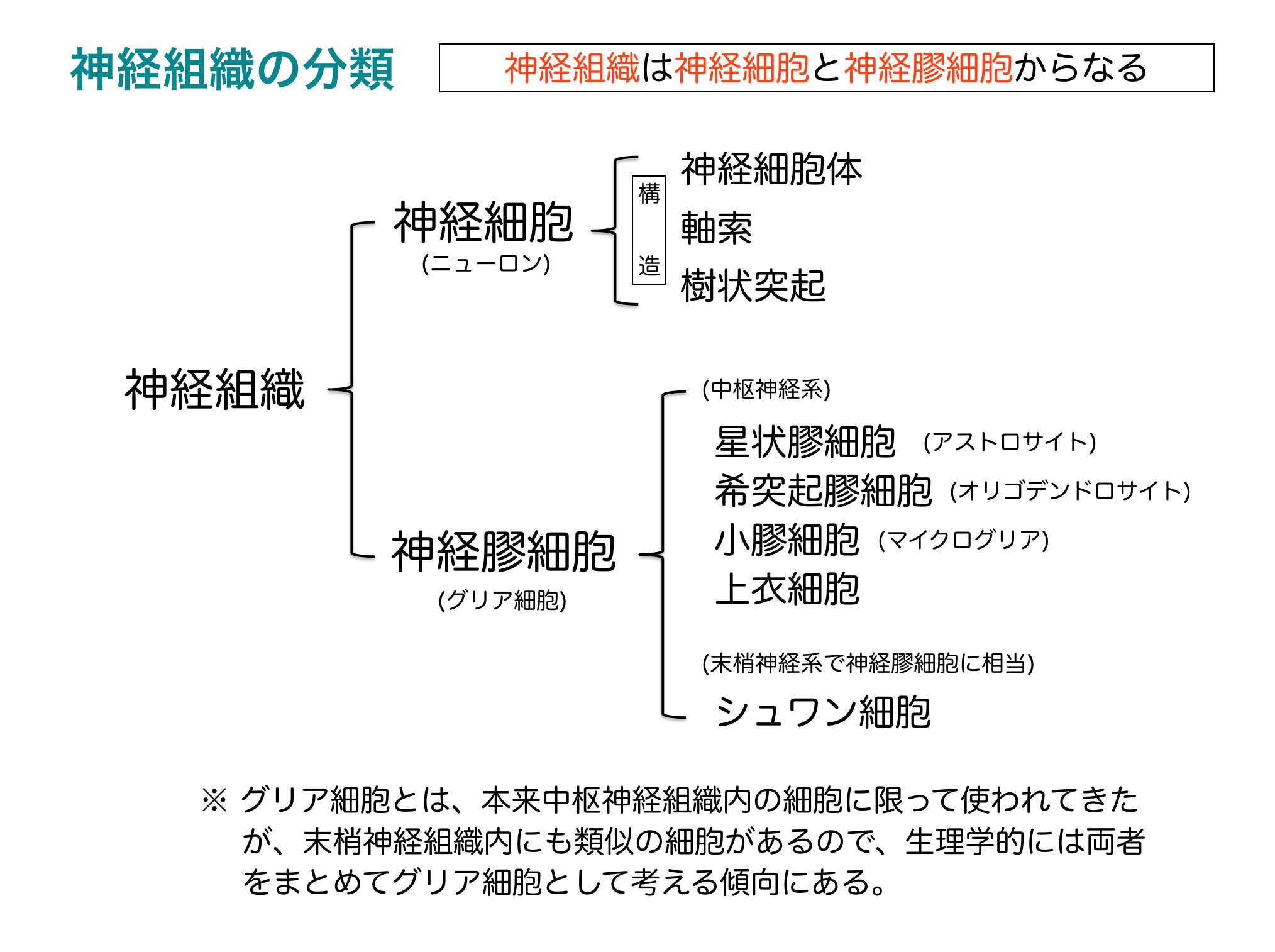 かずひろ先生 なるほど解剖学 Ar Twitter 神経組織とは 神経組織は神経細胞と神経膠細胞よりなる 神経細胞はニューロンと呼ばれる ニューロ ンは神経細胞体 軸索 樹状突起よりなる 刺激により活動電位を発生させ 他の細胞に情報を伝達する 神経膠細胞は