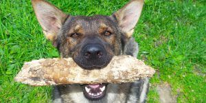 LabRStore's tweet image. Tips For Dog Obedience Training buff.ly/2z50mQc