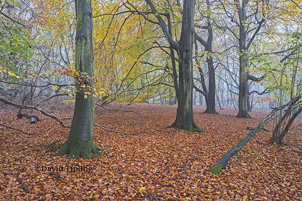 The perfect day for photographing autumn colour