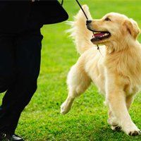 LabRStore's tweet image. The Importance Of Using Dog Obedience Games In Dog Training buff.ly/2zEfy6p