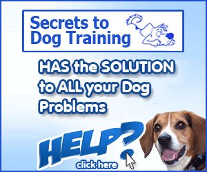 LabRStore's tweet image. How To Master Dog Training buff.ly/2zGsQPG