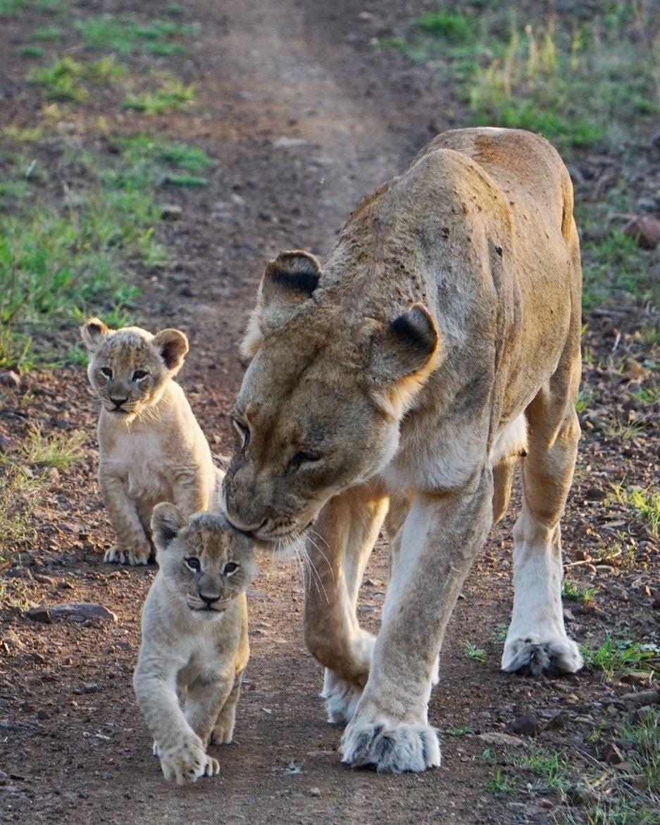 'Ah mum, not in public!' #groomingonthego @joshgoldman #travelandbeyond #andbeyondphinda #wildlifewednesday