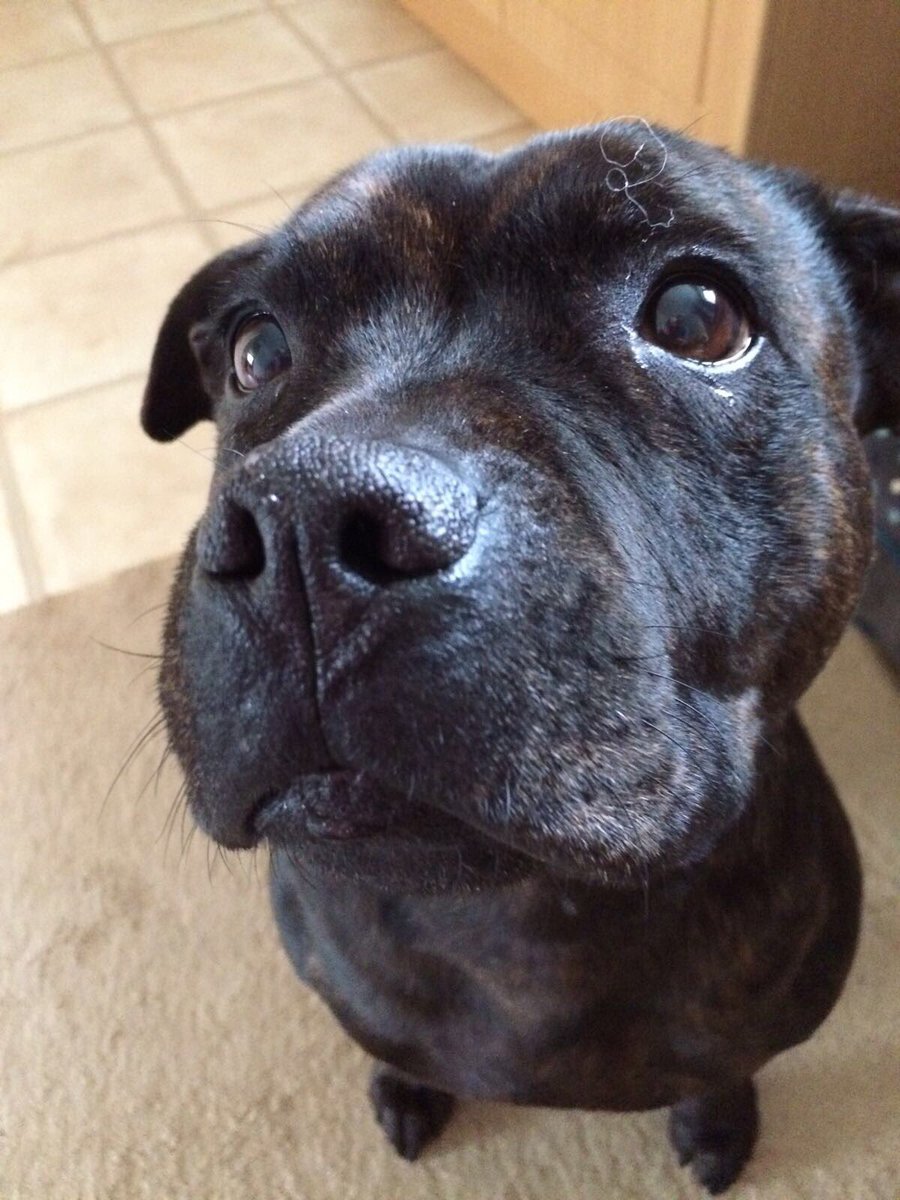 1)And so we being <a href="/Selfridges/">Selfridges</a> - meet Marmite 😍 she is our pal and neighbour..... she’s depressed because I’ve had to tell her that she is missing a Xmas present 🤔 #FindMarmiteacracker