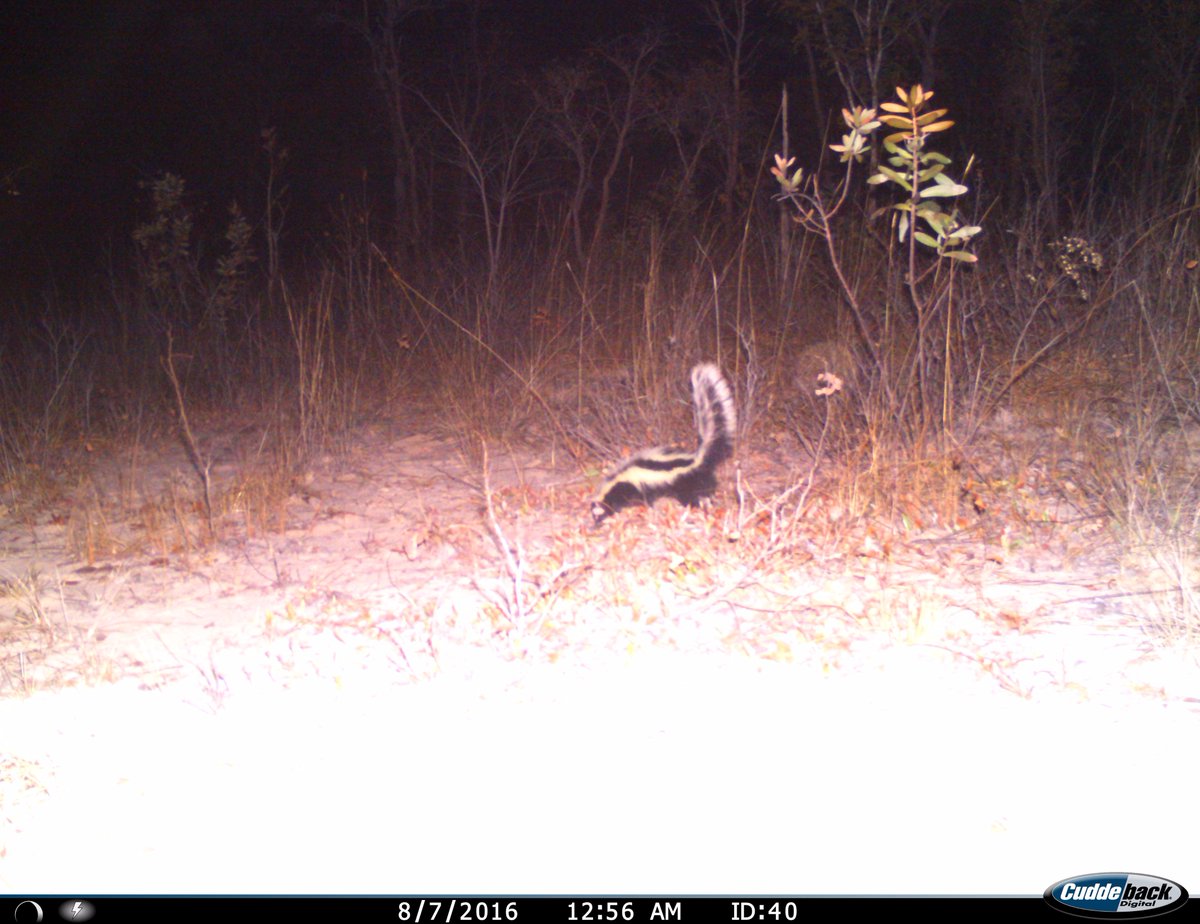 intotheokavango's tweet photo. Some great sightings from the Camera Traps we put up around the Angolan Highlands - check out this Striped Polecat! #intotheokavango https://t.co/DAzkdyIgNg