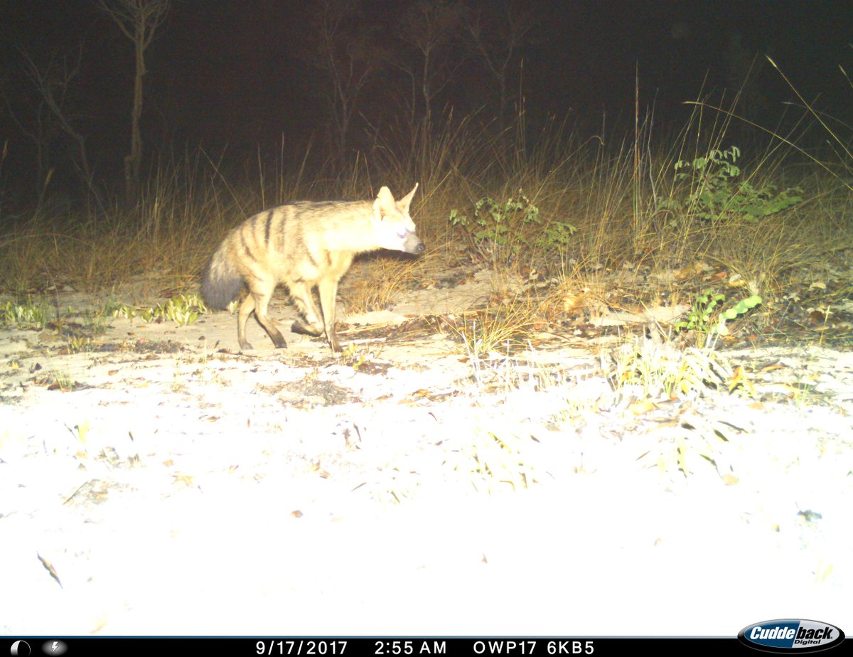 intotheokavango's tweet photo. What an awesome sighting from Angola - an Aardwolf - these amazing creatures are insectivores surviving predominantly on termites! #intotheokavango @Angola https://t.co/PZ8k9k0u0t