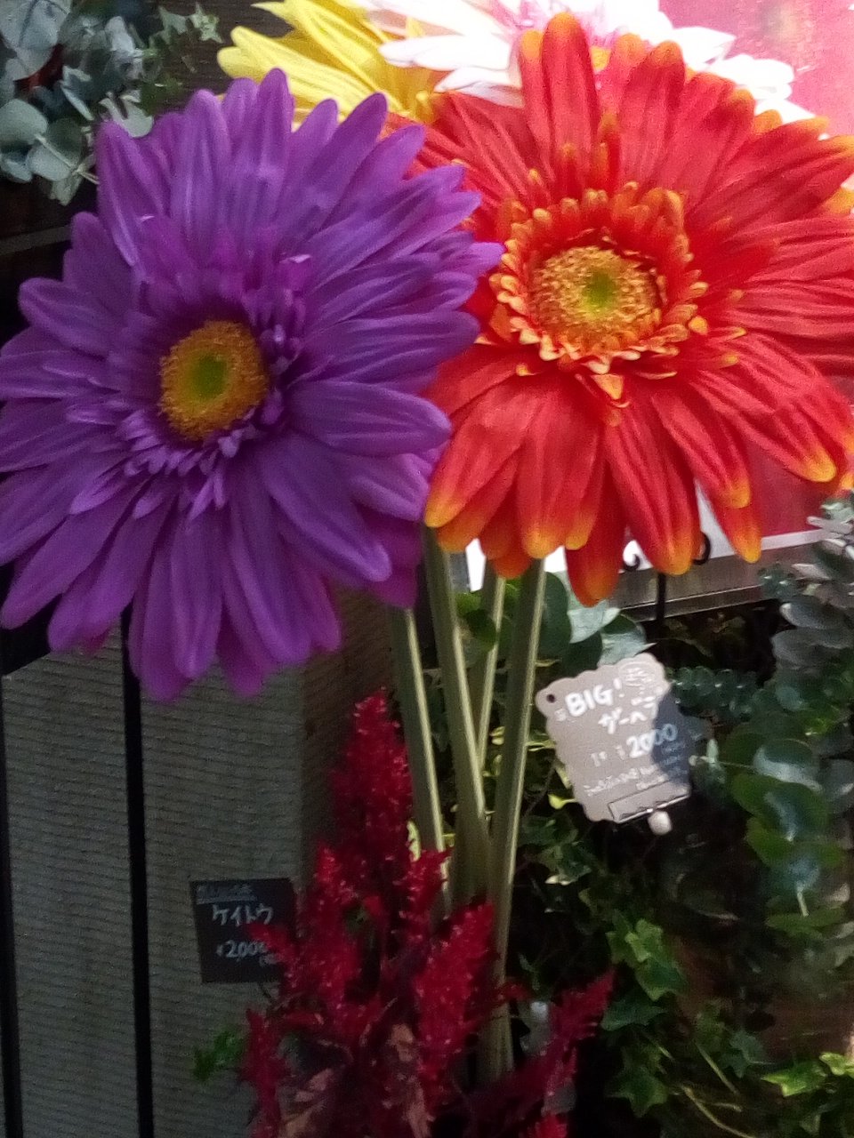 えのき99号 Al Twitter 花屋で見つけた大きいガーベラ 赤いガーベラの花言葉は 神秘 燃える神秘の愛 です 素敵な花言葉ですね ただ サイズが大きすぎ ﾟdﾟ ガーベラ 赤 紫 神秘 愛 花言葉 大きい サイズ 花屋 植物 花 T Co