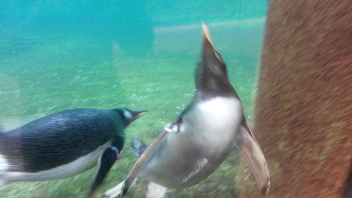 Yes we are at the zoo today! #EdinburghZooTrip2017