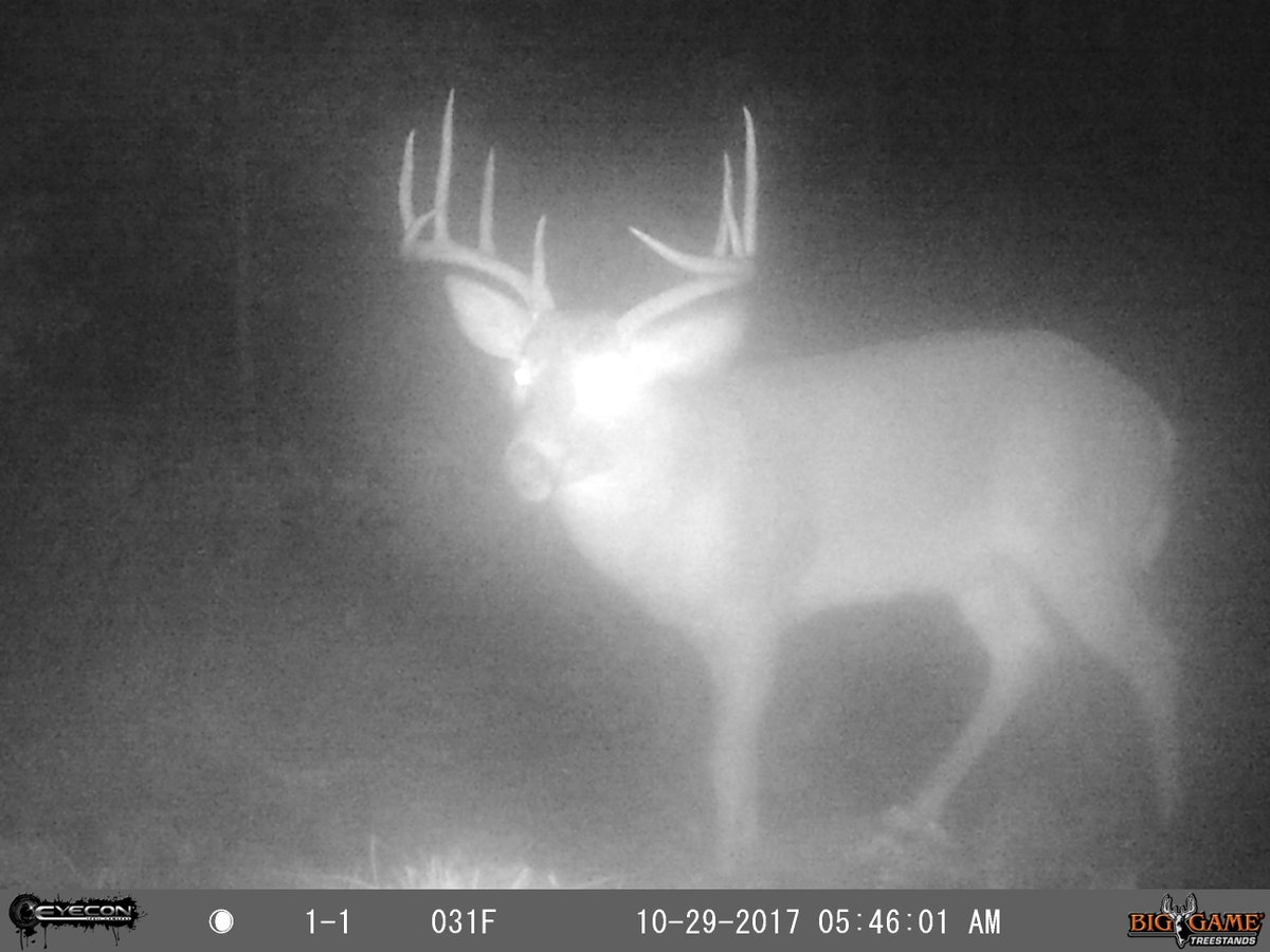 BobcatGman's tweet photo. Gonna hit the woods this afternoon, hopefully I will have an encounter with 1 of these 3 Bad Boys ! #rutison https://t.co/7MiEvhuHIE