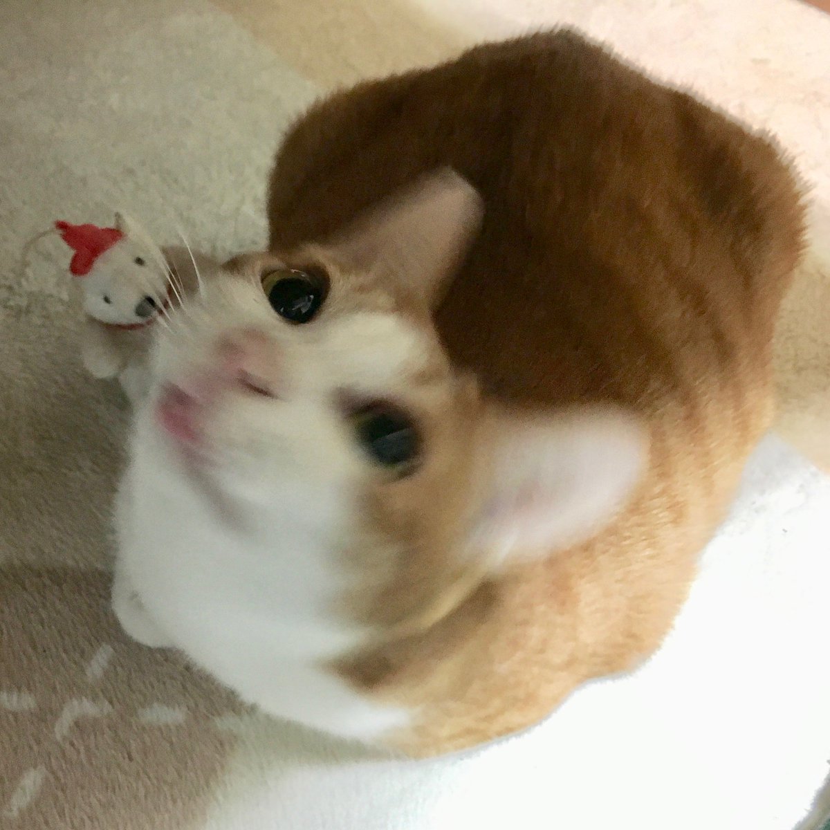 妹猫とシロクマ舎弟 Togetter 妹猫とシロクマ舎弟 Togetter