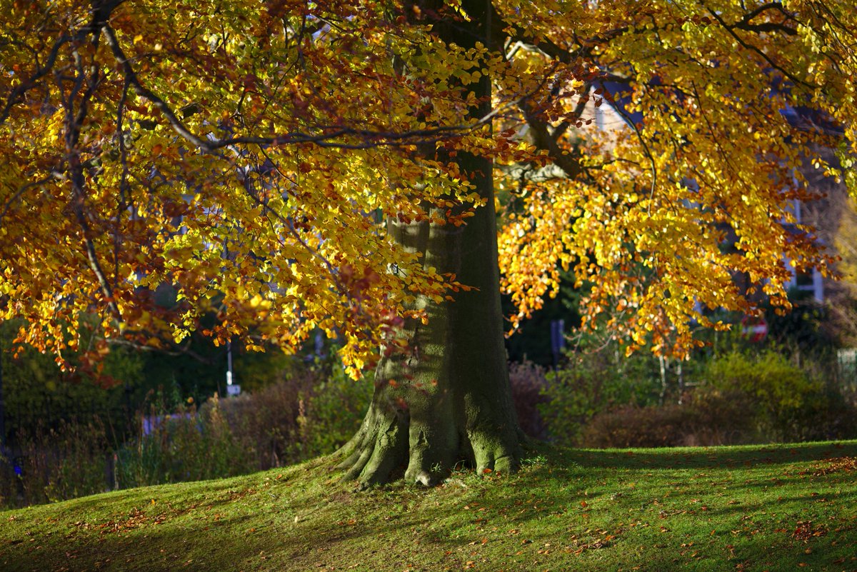 wsmith84's tweet photo. Some #trees at #SheffieldBotanicalGardens #autumn #syorksphoto https://t.co/hwkuiqiwlY