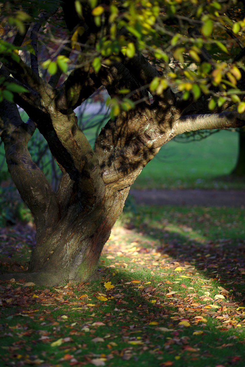 wsmith84's tweet photo. Some #trees at #SheffieldBotanicalGardens #autumn #syorksphoto https://t.co/hwkuiqiwlY