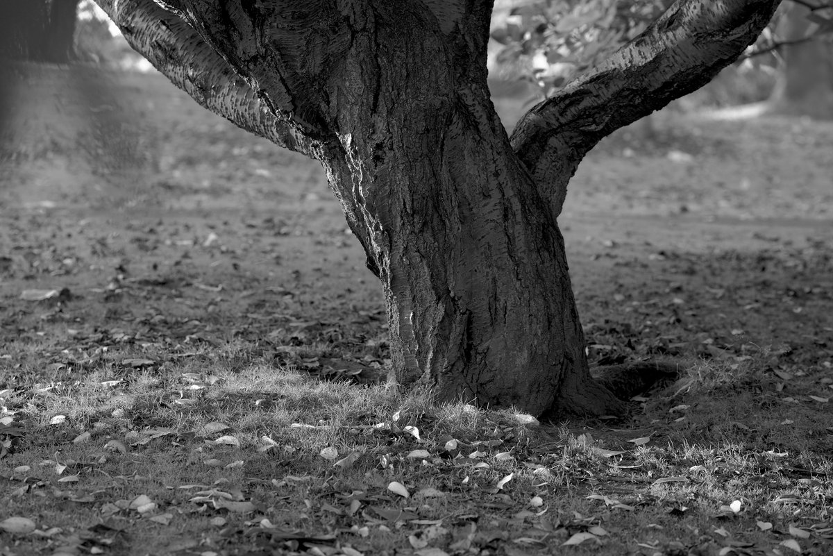 wsmith84's tweet photo. Some #trees at #SheffieldBotanicalGardens #autumn #syorksphoto https://t.co/hwkuiqiwlY