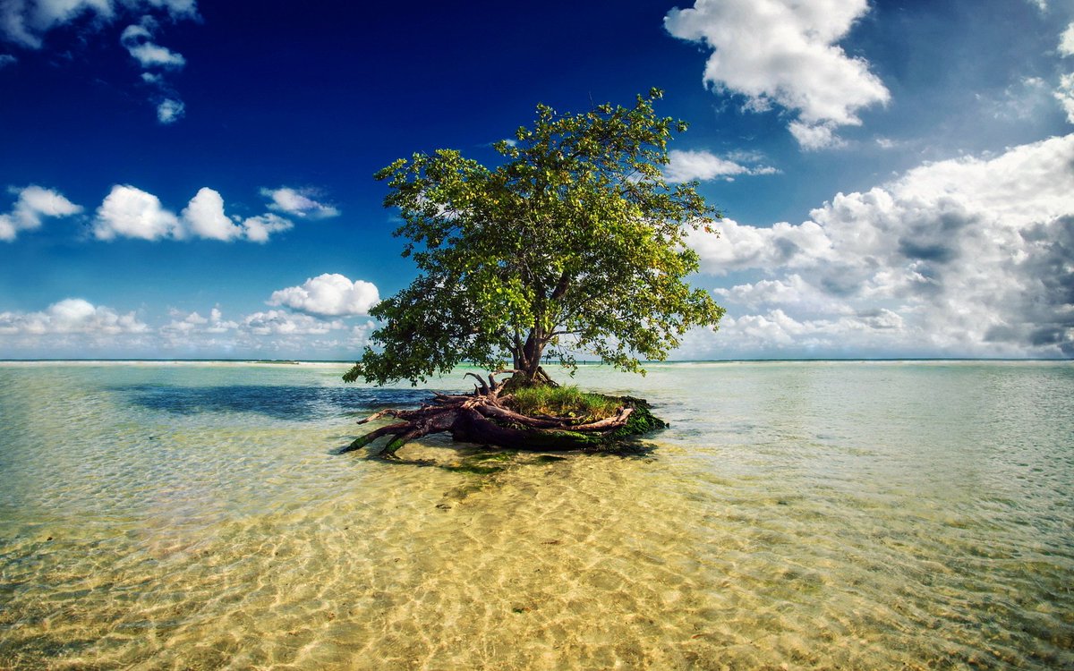The_Filterway's tweet photo. 75% of the human brain is water and 75% of a living tree is water. #filterway #purehome #cleanwater #waterfacts #tree #brain https://t.co/svi5FFI3Uh