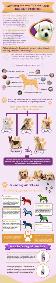 NYBreeder's tweet photo. Everything you need to know about dog skin problems; an #infographic

#doghealth #dogwellness #dogskin #dogcare #dogskinissues #dogskinproblems https://t.co/l8AGdyJtxW