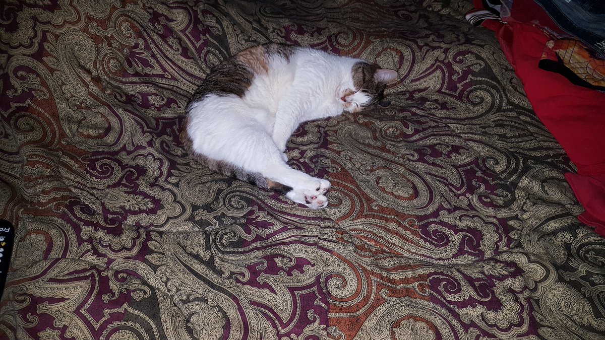 KBforFMTC's tweet image. Oh to be a cat