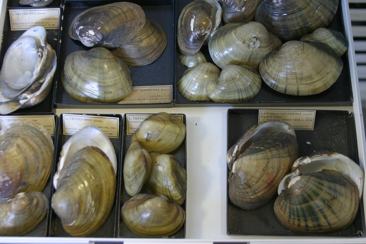 NatureMuseum's tweet photo. Here are just a few of the specimens in our malacology collection! #unshelved #collectionscount https://t.co/kIAbzmVqx5