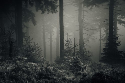 dementiaraecox's tweet photo. #Dark_Forest https://t.co/AupPGKodki