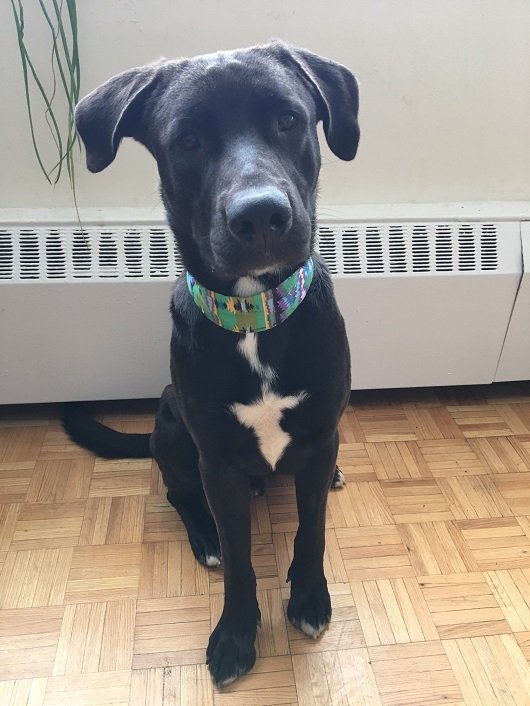 Hound tweet media