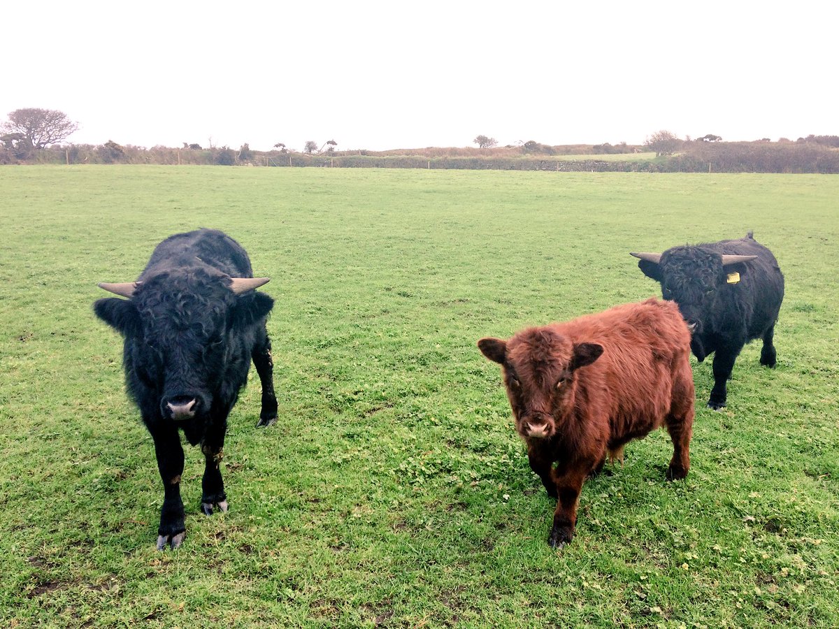 ChannelVFarm's tweet image. These beasties came to us this week, 3 dexter bulls, very friendly they are too! #Cattle #Smallholders #cornwall
