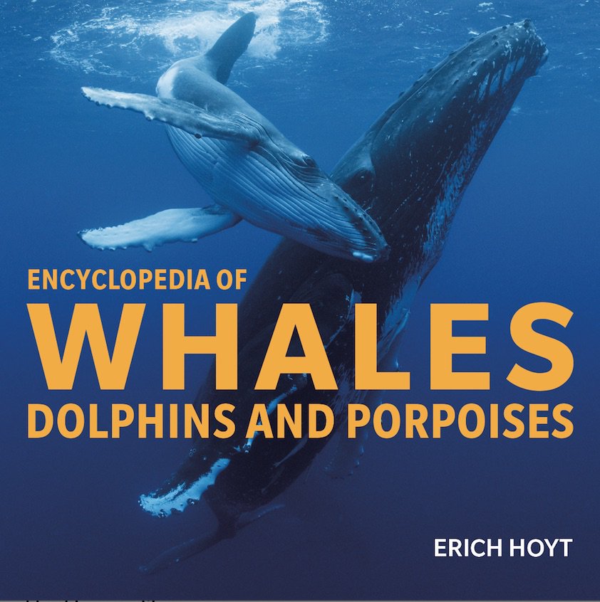 ErichHoyt's tweet photo. Short video (follow link) my publisher made for my new book Encyclopedia of Whales, Dolphins and Porpoises. It has cool drone video from our Russian #orca project @orcaUK1 @CetaceanSociety @Seasaver @marinemammalogy @Hihumpbackwhale  @WHALES_org https://t.co/U03V7GXqX5 https://t.co/Xd0PEJptSH