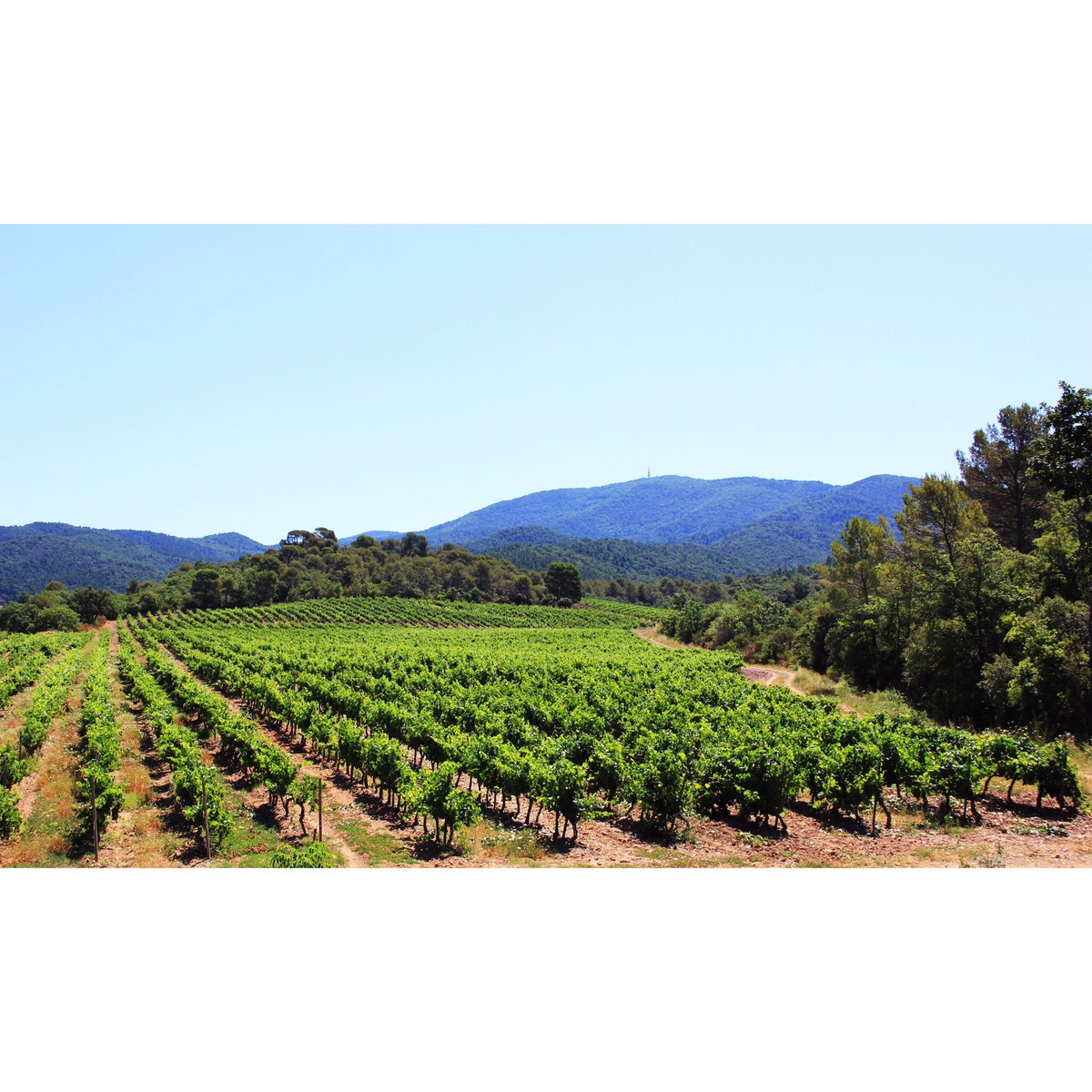 RIMAURESQ's tweet photo. Les vignes de Rimauresq, le cœur du domaine 🍇

Rimauresq's vines, the heart of the estate 🍇

#Rimauresq #wine #Provence #vignes #vineyard https://t.co/s1lbmaoSgT