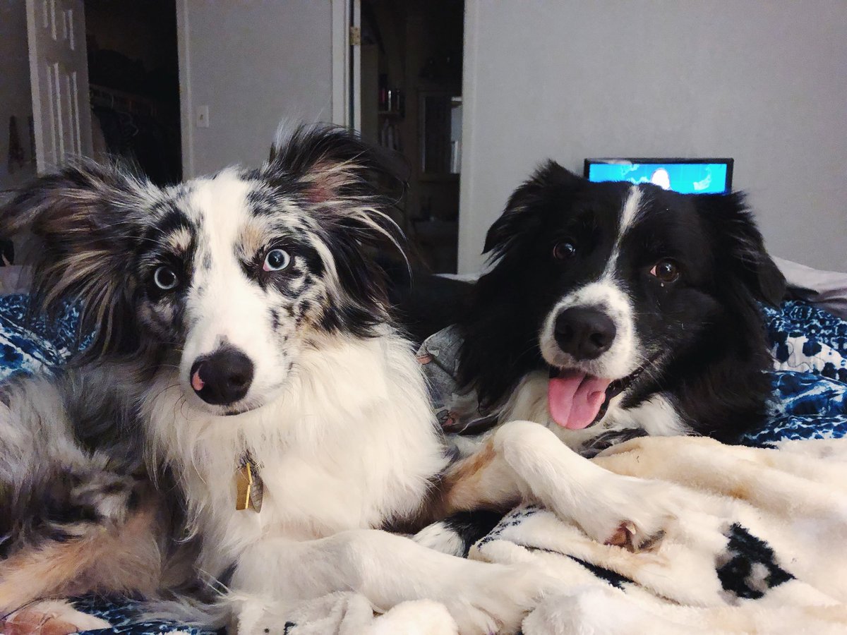 taysometimes's tweet image. My dogs are models #toocutetofunction