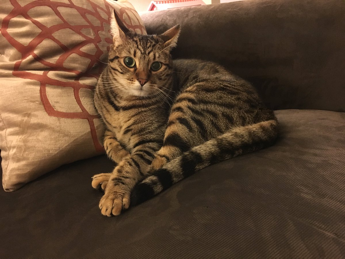 lisagduncan's tweet image. Please help us find our sweet cat Finn, who ventured outside last night and hasn&apos;t come home. Brown &amp;amp; black tabby w/ black rings around his tail. #fostercity
@FosterCityPD @FosterCityPatch @fostercitynews @fostercitytweet @CityofFC @ThinkFosterCity please retweet!! thank you!!