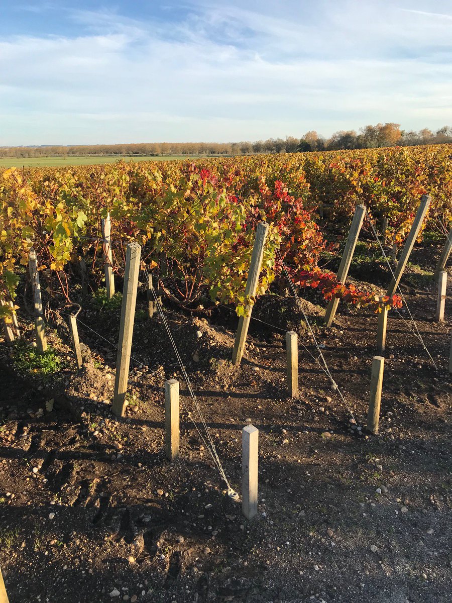 @Ertusconsulting en #expertise dans le #vignoble automnal du #Médoc #ertusgroup #process2wine